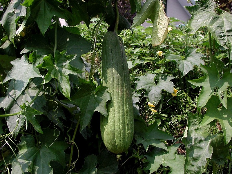 File:Luffa aegyptica.jpg