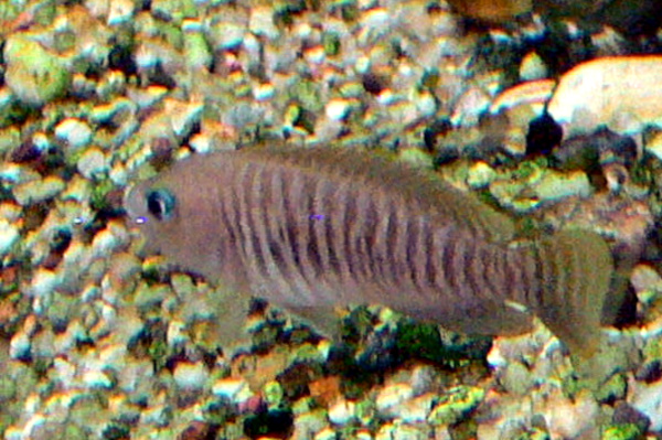 File:Neolamprologus multifasciatus 2.jpg