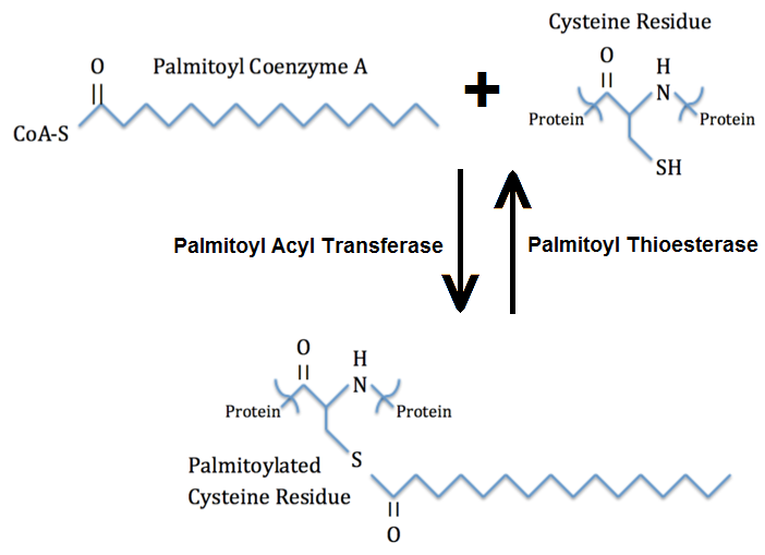 File:Palmitoylation.png