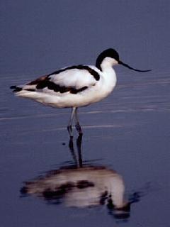 File:Pied Avocet.jpg