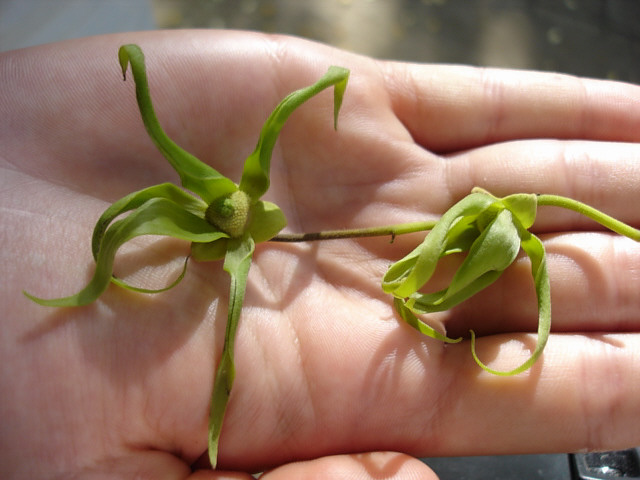 File:Ylang-Eden.jpg