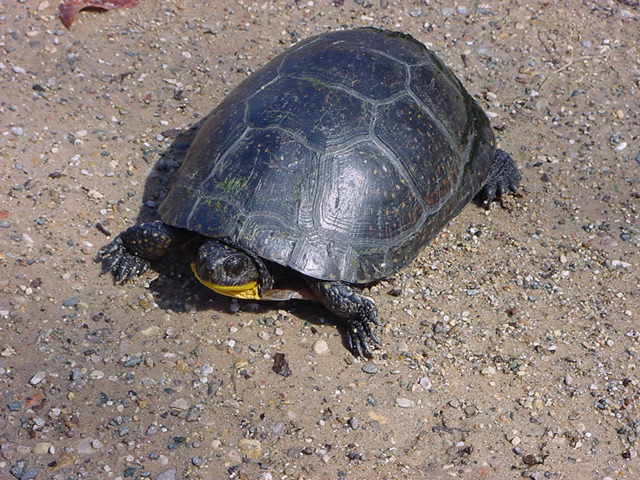 File:Blandingsturtle.jpg