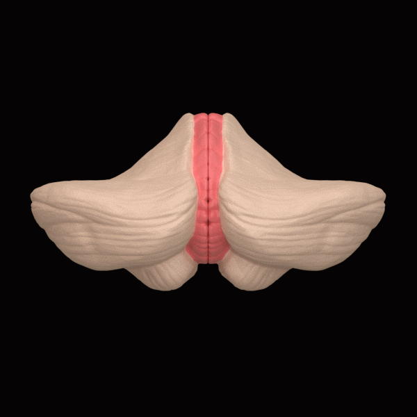 File:Cerebellar vermis --- animation.gif