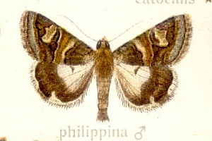 File:Drasteria philippina.jpg