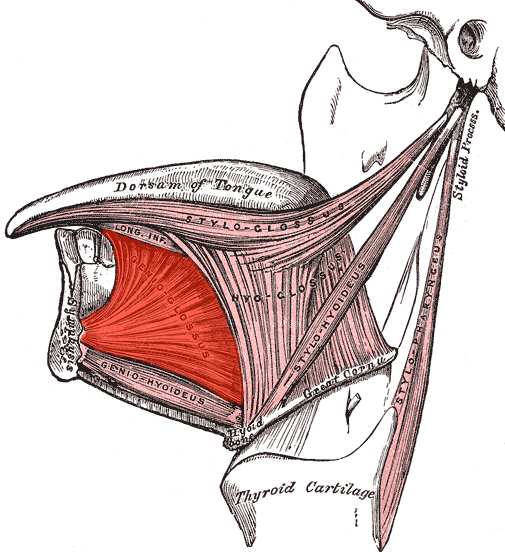 File:Genioglossus.png