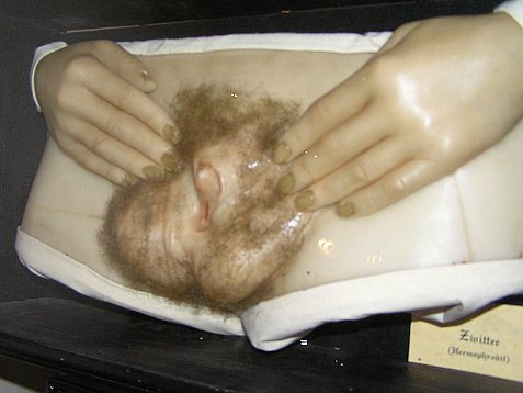 File:Wax human hermaphrodit genital 2.jpg