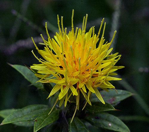 File:Safflower.jpg