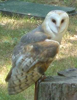 Archivo:Barn-owl (Racheeo).jpg