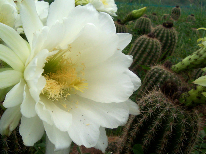 File:Cactus flowers.jpg