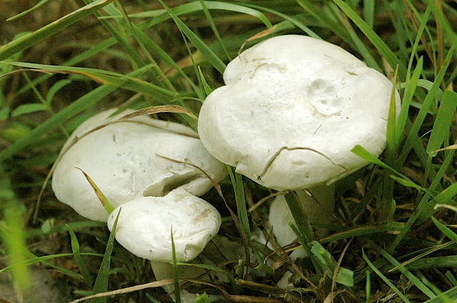 Файл:Clitocybe.dealbata.-.lindsey.jpg