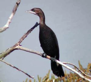 File:Pygmy cormorant - Aammiq Wetland.jpg