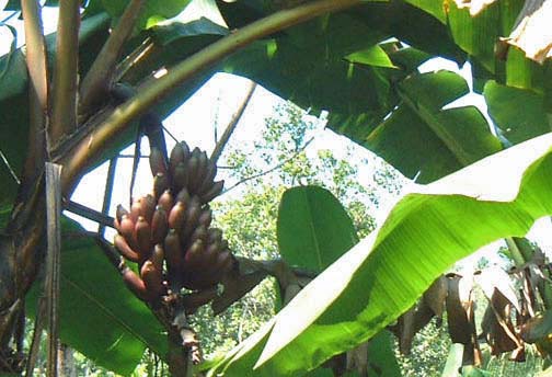 File:SLredbananas.jpg