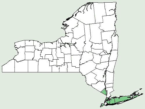 File:Agalinis maritima var maritima NY-dist-map.png