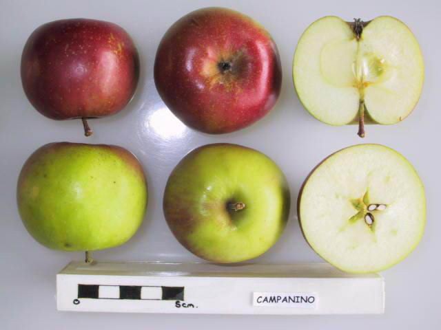 File:Cross section of Campanino, National Fruit Collection (acc. 1958-140).jpg