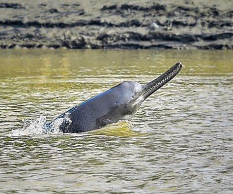 File:Ganges River Dolphin cropped.jpg