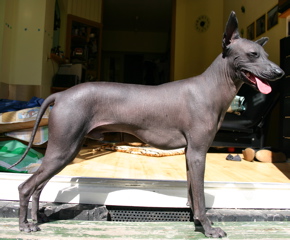 File:PHDStandardStanding - Perro Sin Pelo del Perú.jpg