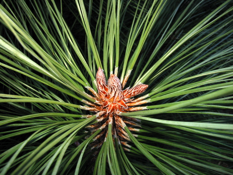 Файл:Pinus benthamiana 8052.jpg