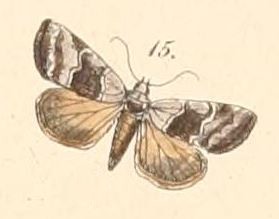 File:Pl.108-15-Abacena accincta (Felder & Rogenhofer 1874).JPG