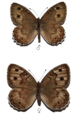 Pseudochazara geyeri