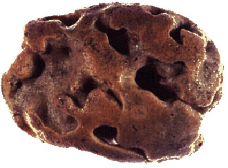 File:Sponge.noaa.jpg