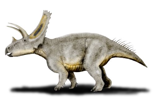 File:Titanoceratops NT.jpg