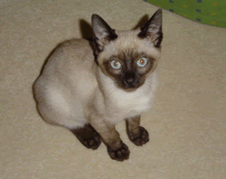 File:Tonkinese.gif