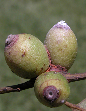 File:Apiomorpha conica.jpg