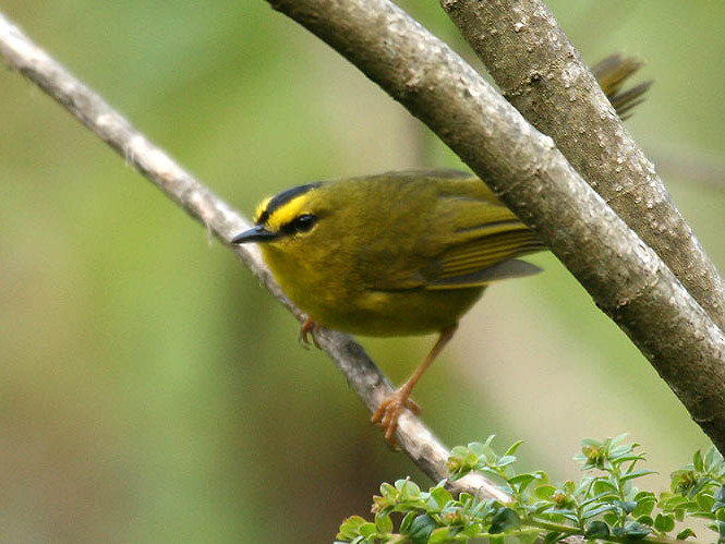 Archivo:Black-crested Warbler (Basileuterus nigrocristatus).jpg