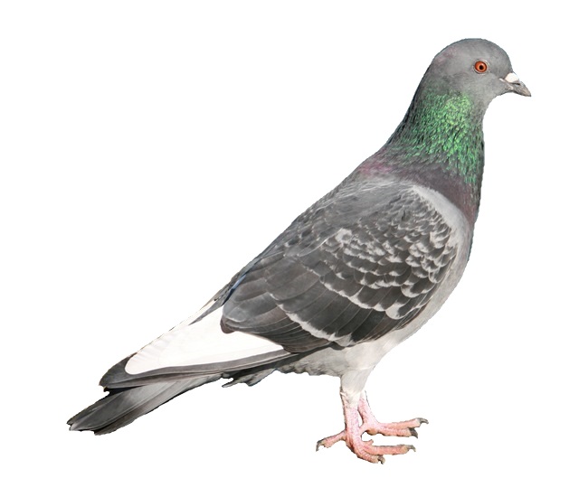 Файл:Columba livia in Japan white background.JPG