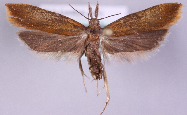 File:Dichomeris ustalella.jpg