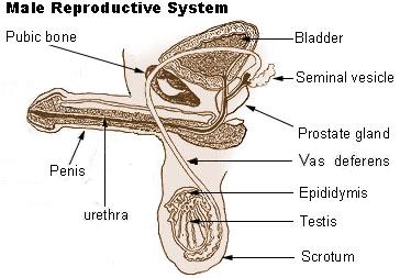 File:Illu repdt male erect.jpg