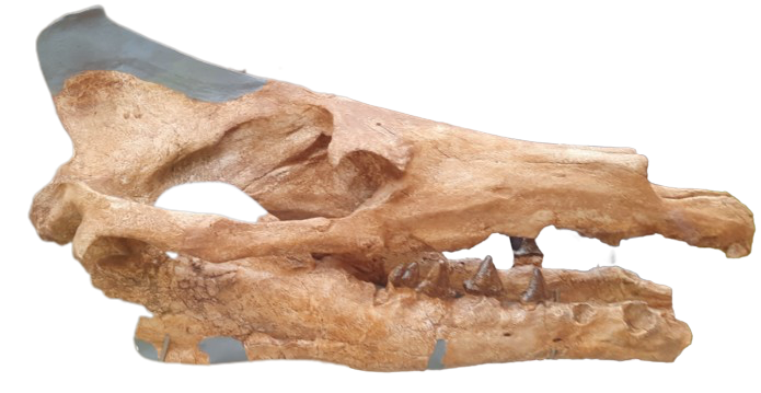 File:Artiocetus skull.png