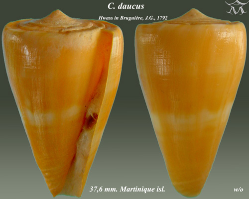 File:Conus daucus 4.jpg