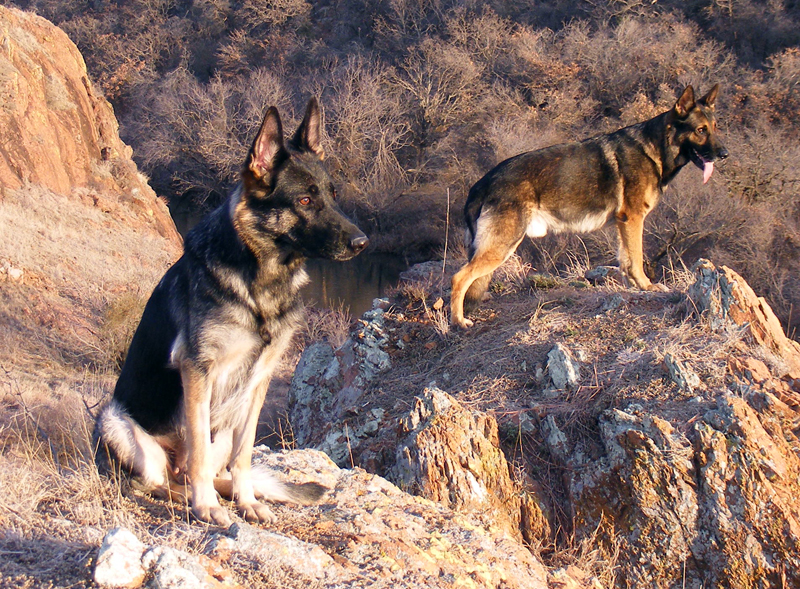 File:German Shepherds in ravine.jpg