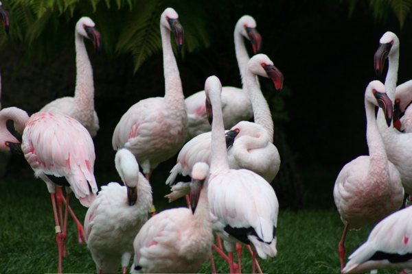 File:OaklandZooFlamingos.jpg