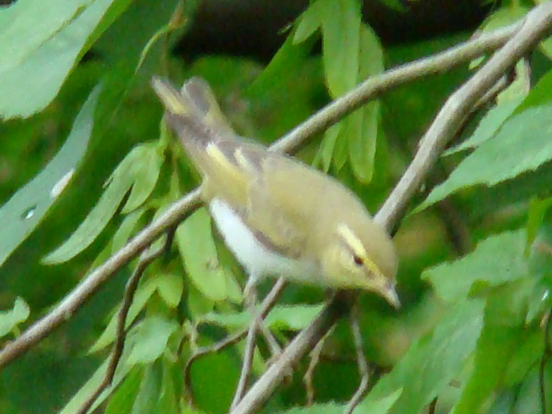 File:Wood Warbler-Mindaugas Urbonas-1.jpg