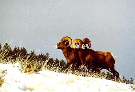 File:Bighorn Sheep in Shoshone National Forest.jpg