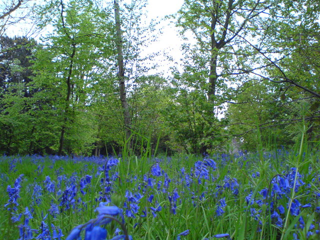 File:Bluebells-Wanstead Park - geograph.org.uk - 787467.jpg