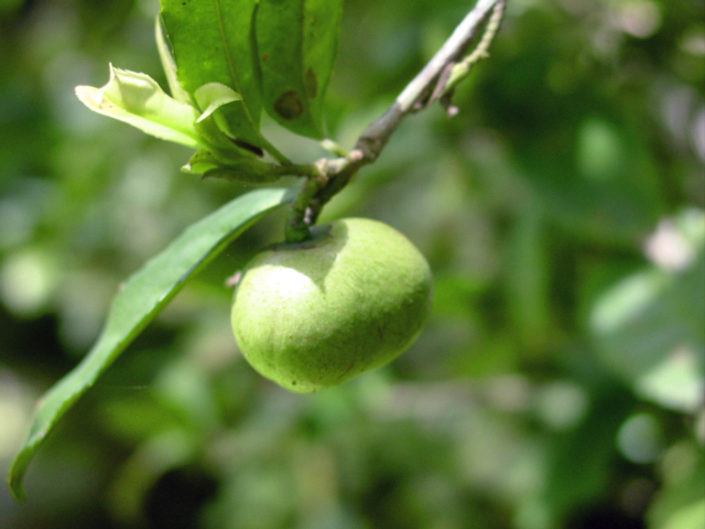 File:Camellia sinensis-fruto.jpg