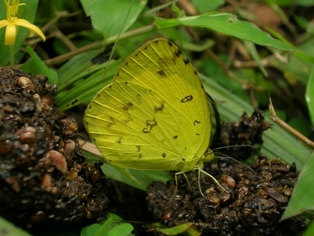 File:Eurema hecabe dung.jpg