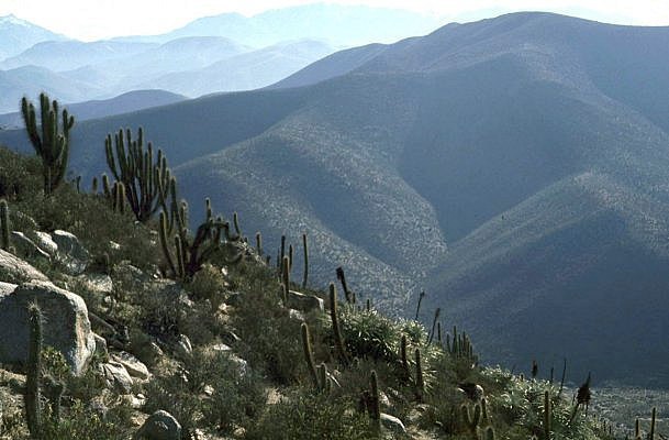 File:Habitat du Chinchilla lanigera - Auco.jpg