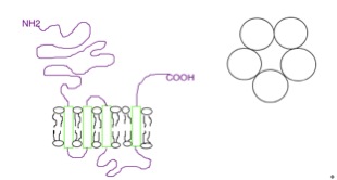 Файл:Ionophore receptor.jpg