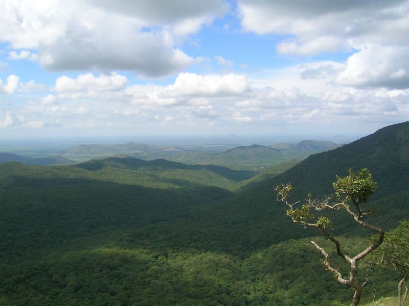 View of the Mudumalai forest in Tamil Nadu