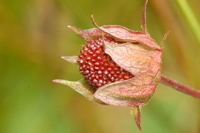 Файл:Potentilla.palustris3.-.lindsey.jpg