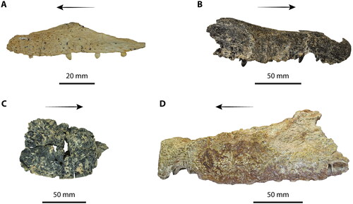 File:Quinkana holotype specimens.jpg