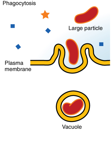 File:0309 Phagocytosis.png