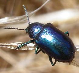 File:Chrysochus cobaltinus, CA.jpg