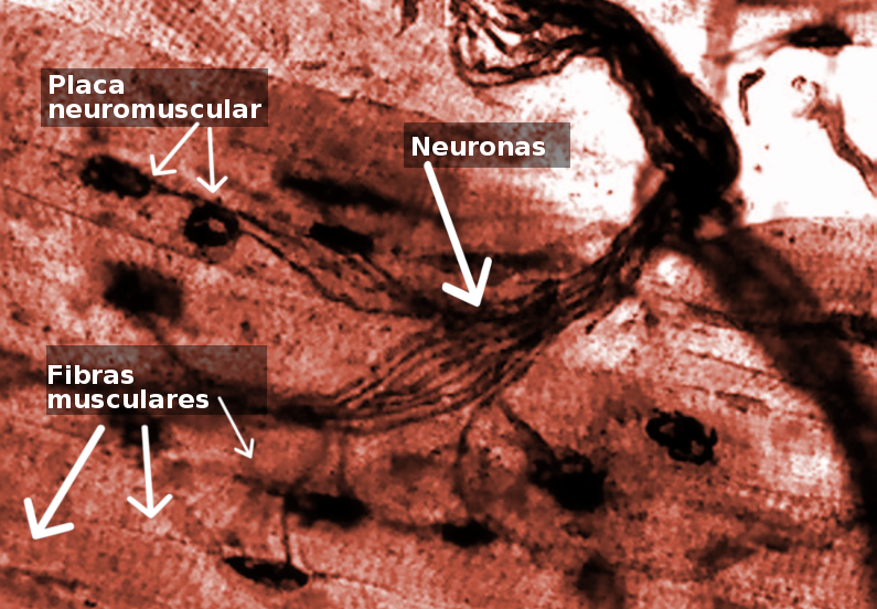 Archivo:Placa Neuromuscular.png