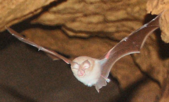 Файл:Rhinolophus euryale-cropped.jpg