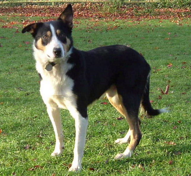 File:Welsh Sheepdog.jpg